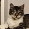 Pollux