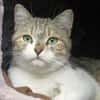 KITTY