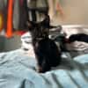ROUBINE alias MILLIE