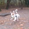 Jacko