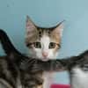 Tartine [Chaton]