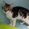 Claquette [Chaton]
