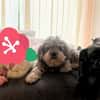 Süßmaus Darki sucht Zuhause ❤