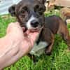 Picolino - kleiner Charmeur sucht Zuhause