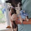 Picolino - kleiner Charmeur sucht Zuhause
