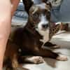 Picolino - kleiner Charmeur sucht Zuhause