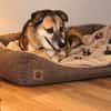 Unsere zarte Hundeseele Fee sucht ein liebevolles Zuhause