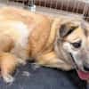 Unsere zarte Hundeseele Fee sucht ein liebevolles Zuhause