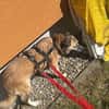 Unsere zarte Hundeseele Fee sucht ein liebevolles Zuhause