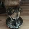 Unsere zarte Hundeseele Fee sucht ein liebevolles Zuhause