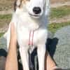 Vale  Hundemädchen sucht Happy-Home