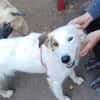 Vale  Hundemädchen sucht Happy-Home