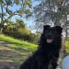 Koksi sucht seine Menschen🐾