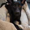 🐾 Ria sucht ihre Menschen
