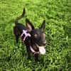 🐾 Ria sucht ihre Menschen