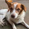 Milo - ein lebensfroher Herzenshund