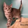 BIQUETTE