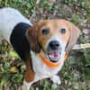 Prunelle