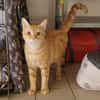 TIGGER