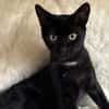 BAGHEERA
