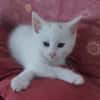 BIBOU