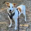 VULPA
