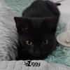 ZIGGY