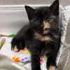SPELLMAN ET SABRINA À ADOPTER ENSEMBLE