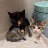 SPELLMAN ET SABRINA À ADOPTER ENSEMBLE