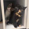 SPELLMAN ET SABRINA À ADOPTER ENSEMBLE