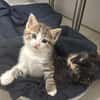 SPELLMAN ET SABRINA À ADOPTER ENSEMBLE