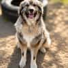 Edwina -Liebevolle Hundedame sucht tolles Zuhause!