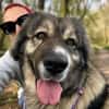 Edwina -Liebevolle Hundedame sucht tolles Zuhause!