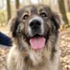 Edwina -Liebevolle Hundedame sucht tolles Zuhause!
