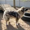 Edwina -Liebevolle Hundedame sucht tolles Zuhause!