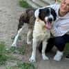 Pixie (Pampinea)- Sanfte Maus sucht ihr Zuhause