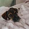 Hundekind sucht Bestplatz