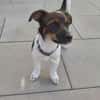 Hundekind sucht Bestplatz