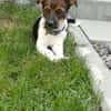 Hundekind sucht Bestplatz