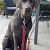 Bandit - Hundekenner aufgepasst!