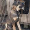 Geani, netter Hund sucht neues Zuhause