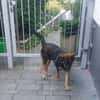 Geani, netter Hund sucht neues Zuhause