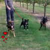 Geani, netter Hund sucht neues Zuhause