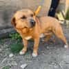 Cuki- Hübscher Hundejunge möchte endlich ankommen!
