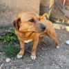 Cuki- Hübscher Hundejunge möchte endlich ankommen!