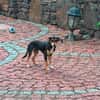 Jerry, eine lieber kleiner Hund in Aachen