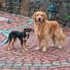 Jerry, eine lieber kleiner Hund in Aachen