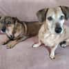 Elis & Bred.. zwei kleine Herzen, die zusammen gehören