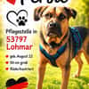 Persil - sanfter Herzenshund, lieb & verschmust
