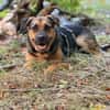Persil - sanfter Herzenshund, lieb & verschmust